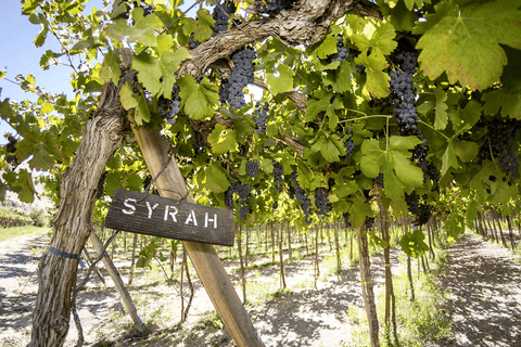 Syrah