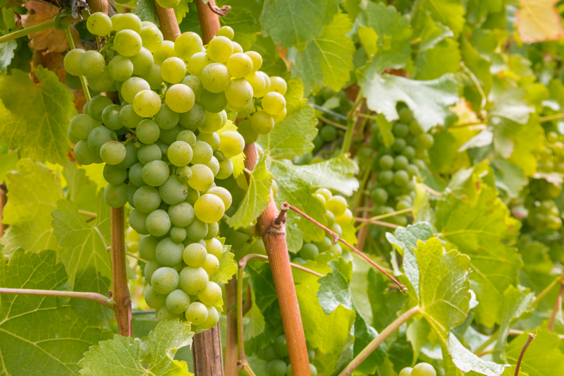 Giống nho Sauvignon Blanc