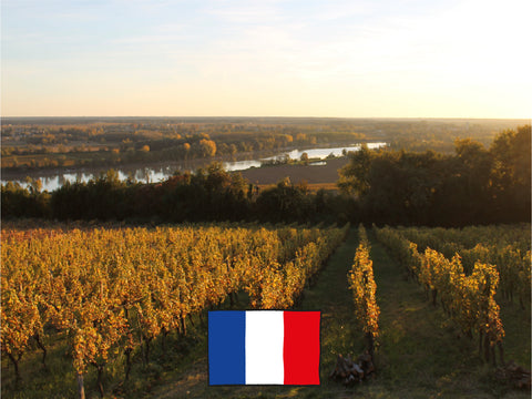 Vineyard in Bordeaux, France