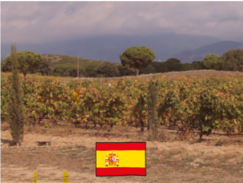 Spanish Wines