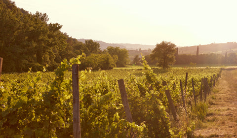 Quality Organic Wines | Wine&Earth